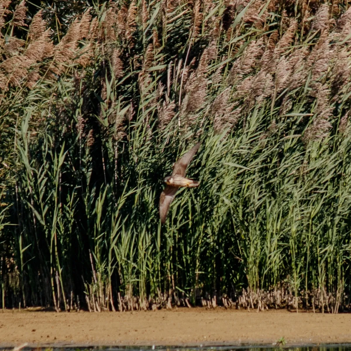 Spotted Eurasian Hobby