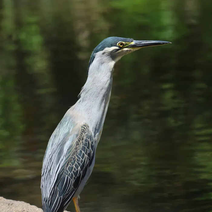 Spotted Striated Heron