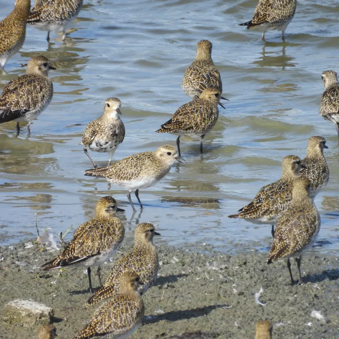 Spotted European Golden-Plover