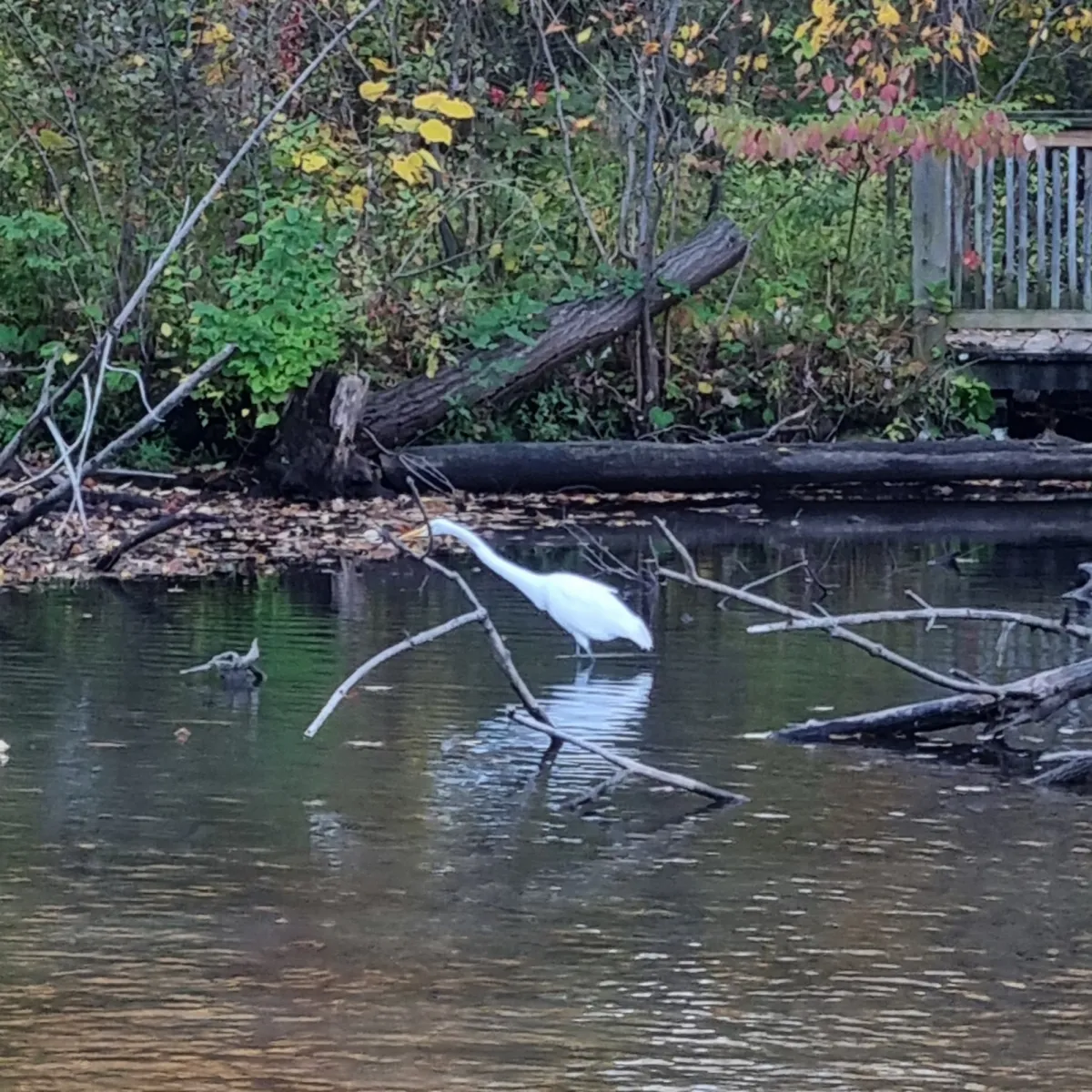 Waargenomen Grote zilverreiger