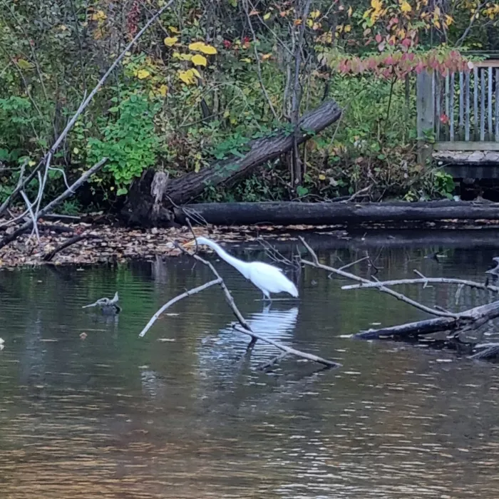 Waargenomen Grote zilverreiger