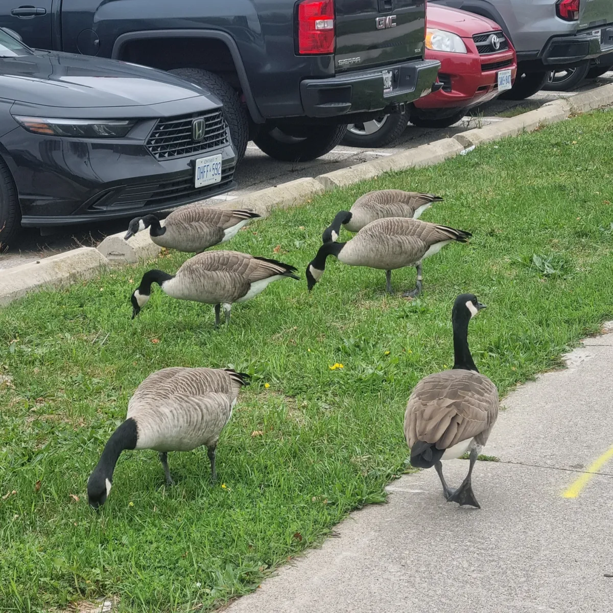 Waargenomen Grote Canadese gans
