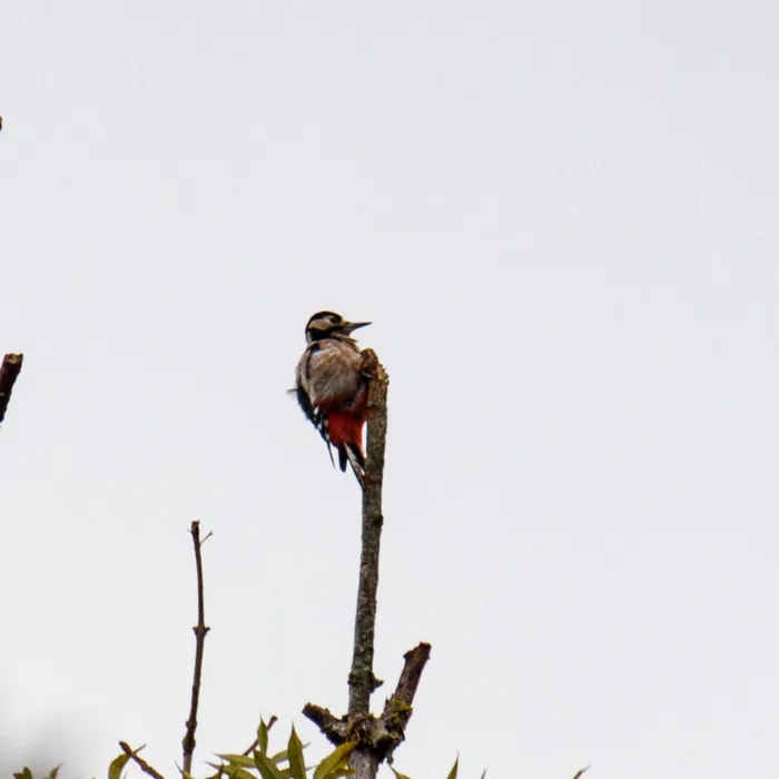 Spotted Great Spotted Woodpecker