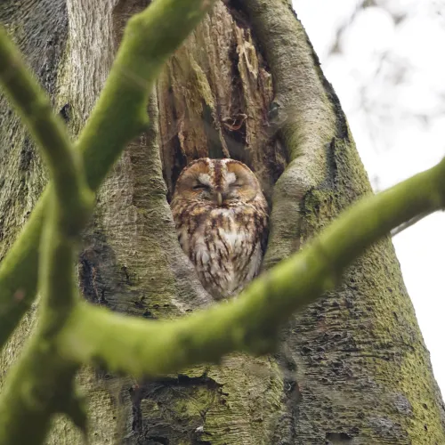 Mick van der Toorren