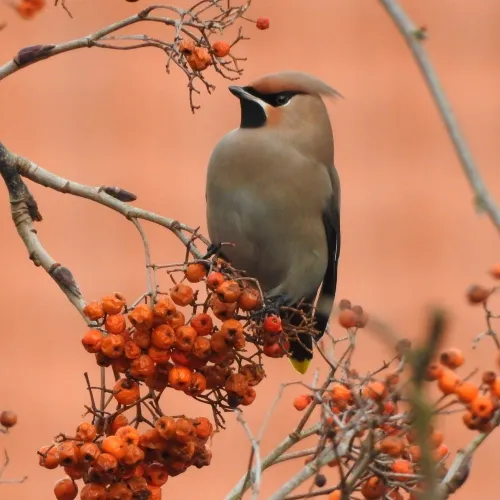 Mateo Vande Cappelle