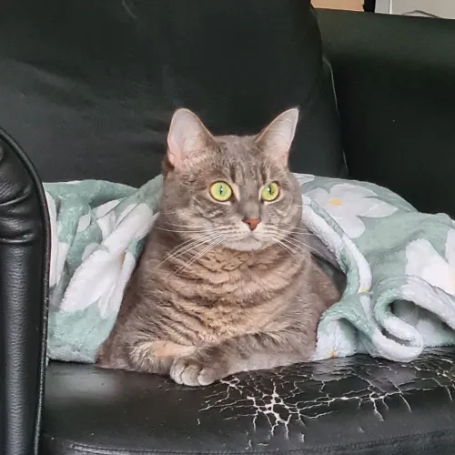 Artemis