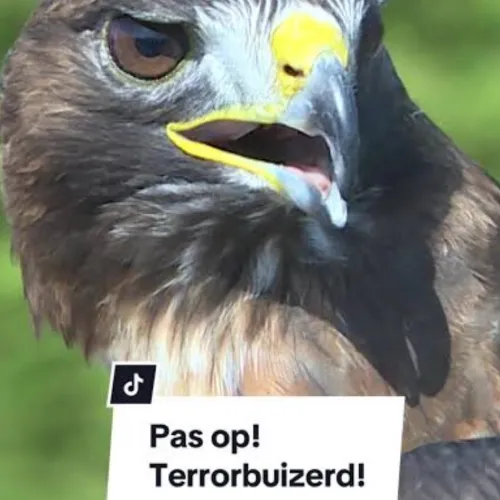 TerrorBuizerd013
