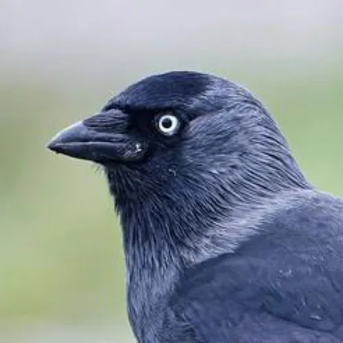Bob Bierbuik