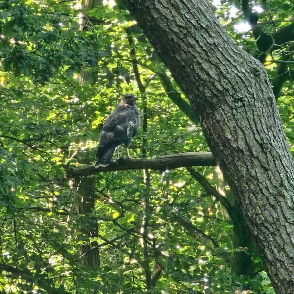 Meerlebroek & Brachterwald.