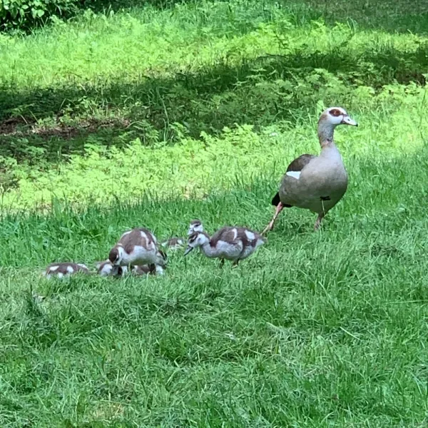 Birbs in Mainz und so