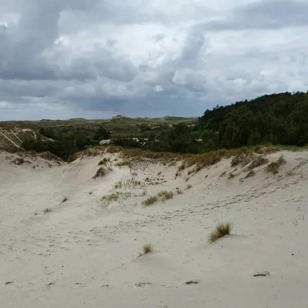 De Schoorlse Duinen