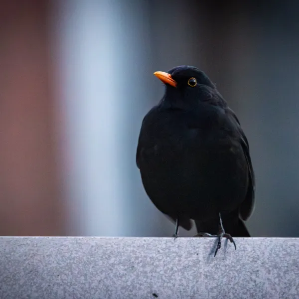 Rotterdam Blackbird Beat