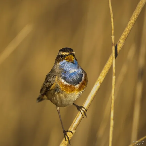De 🐦‍⬛🦩🦤 Spotters 📸