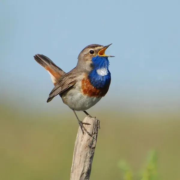Zeeuws-Vlaamse vogels