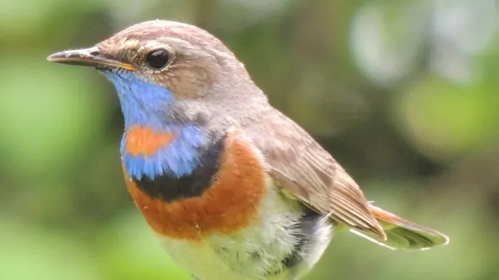 Amsterdamse Waterleidingduinen De Zilk/pannenland