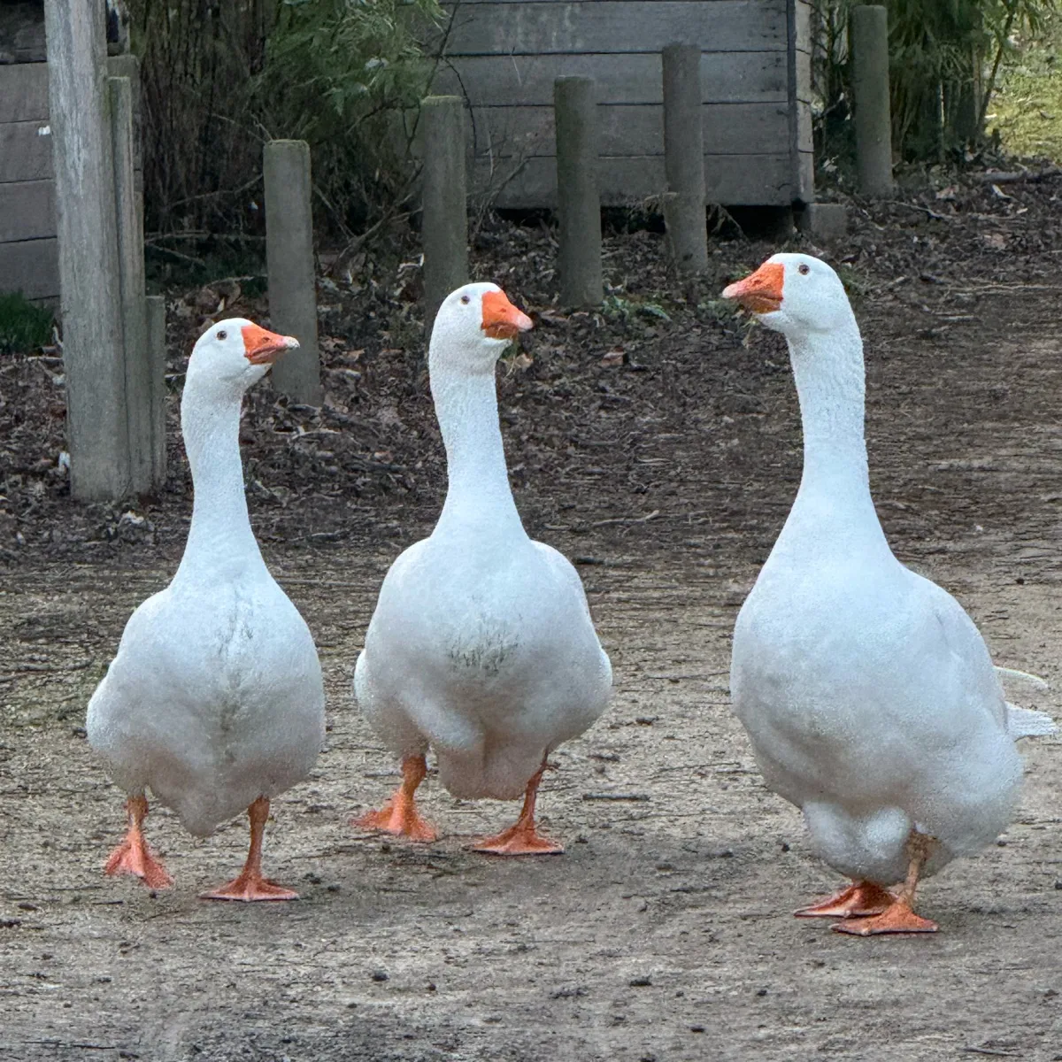 Gespotte Grauwe gans