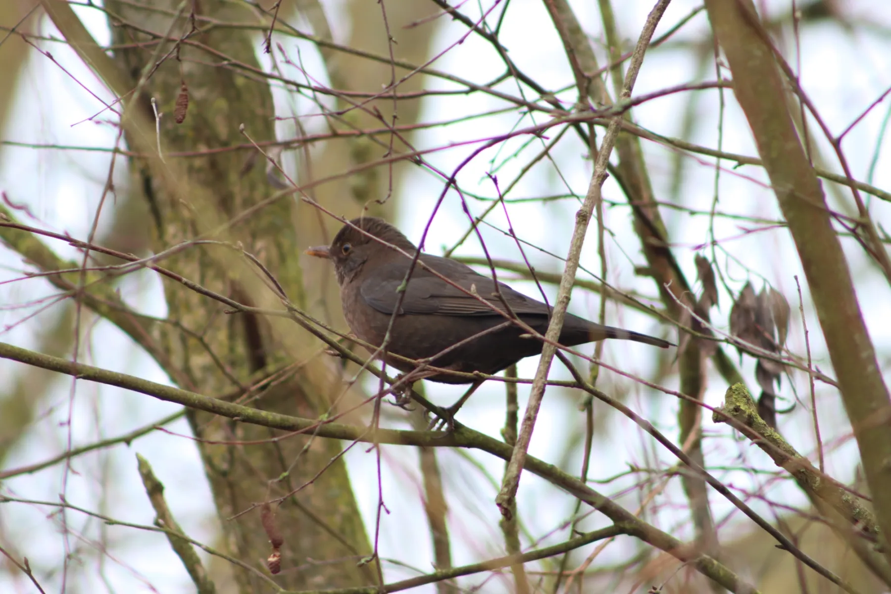 Unidentified sighting image