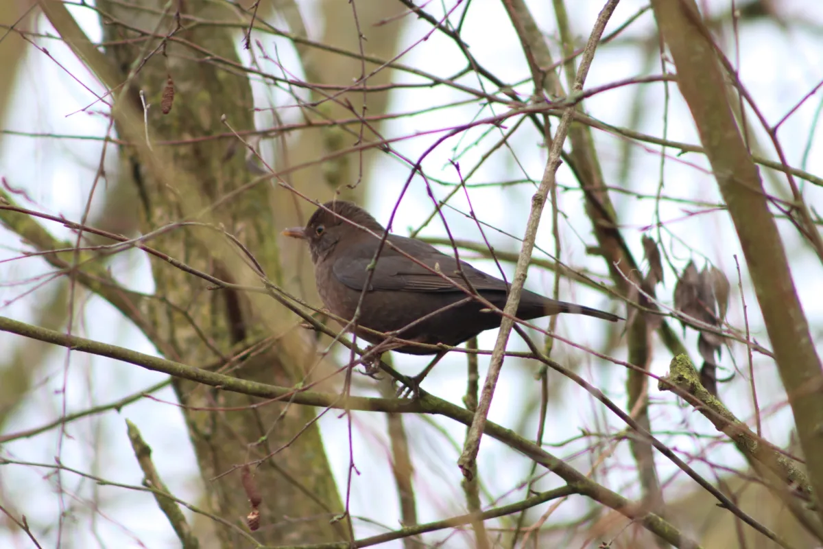 Unidentified sighting image