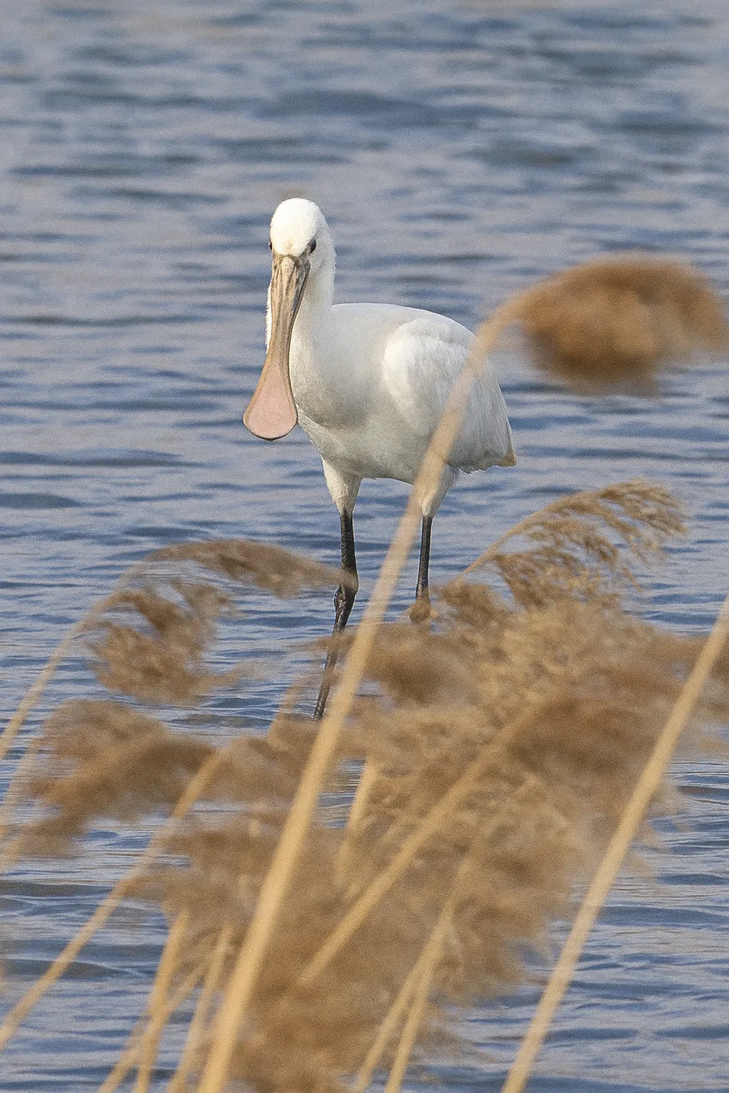 Unidentified sighting image