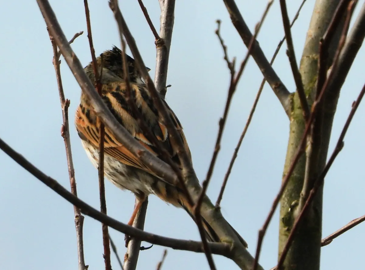 Spotted Reed Bunting