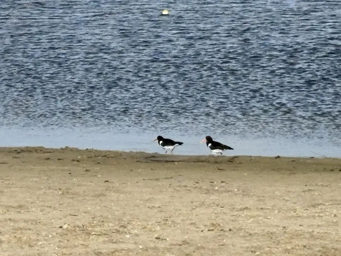Spotted Eurasian Oystercatcher