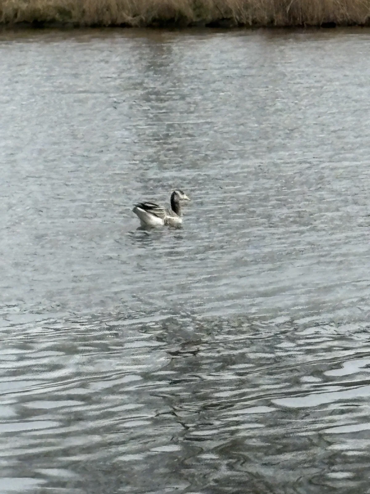 Unidentified sighting image