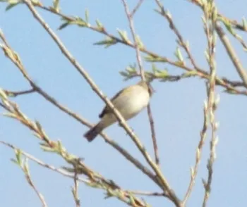 Unidentified sighting image