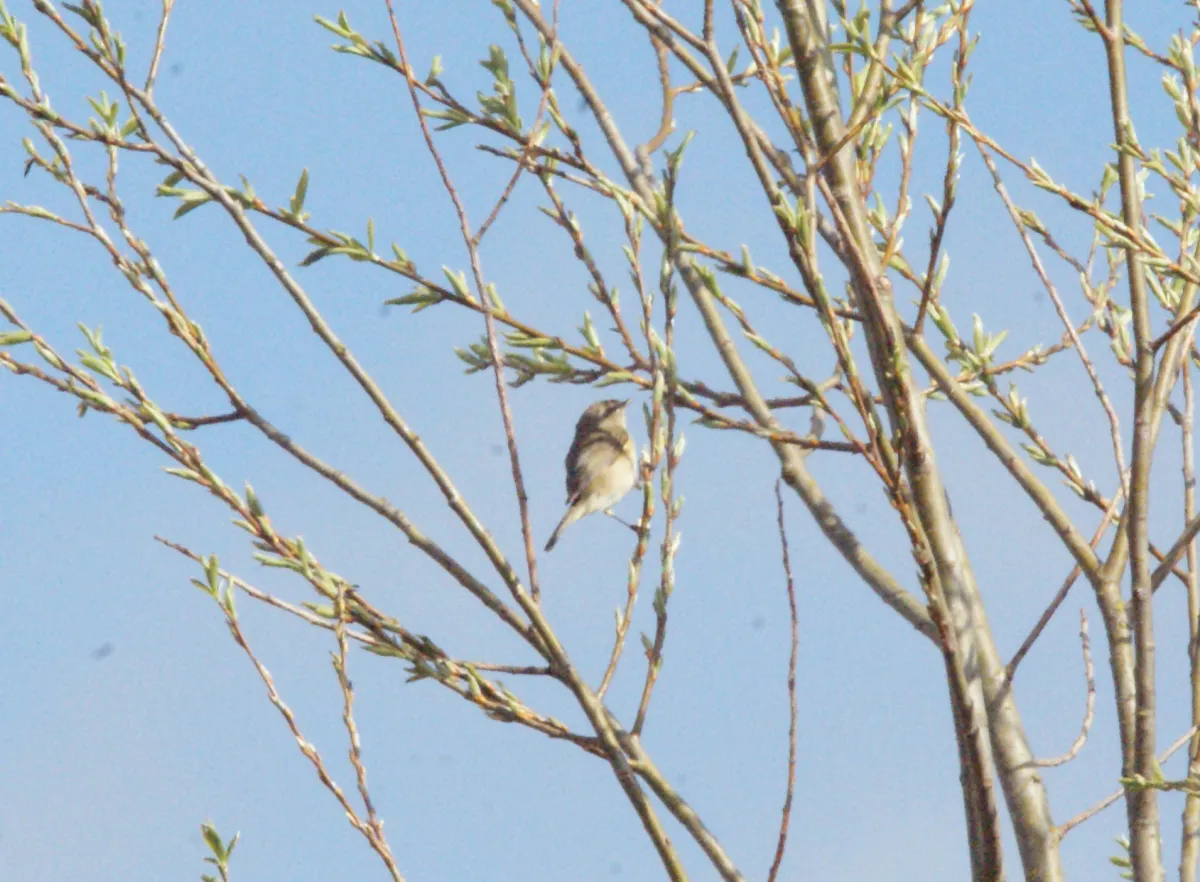 Unidentified sighting image