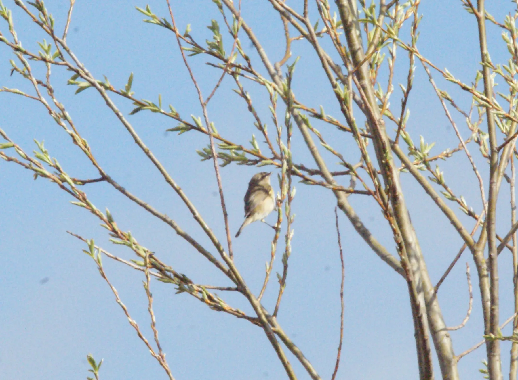 Unidentified sighting image