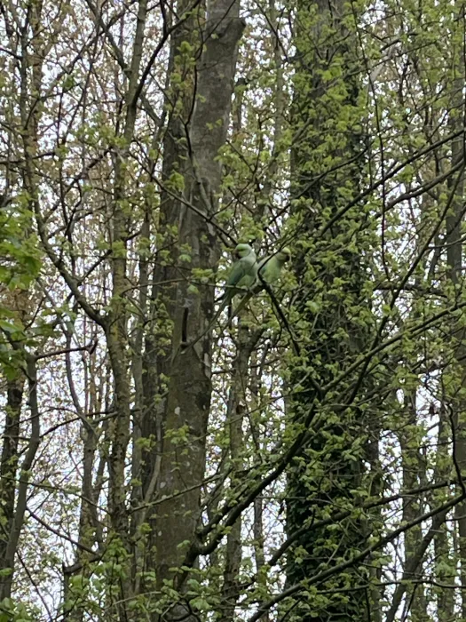 Gespotte Halsbandparkiet