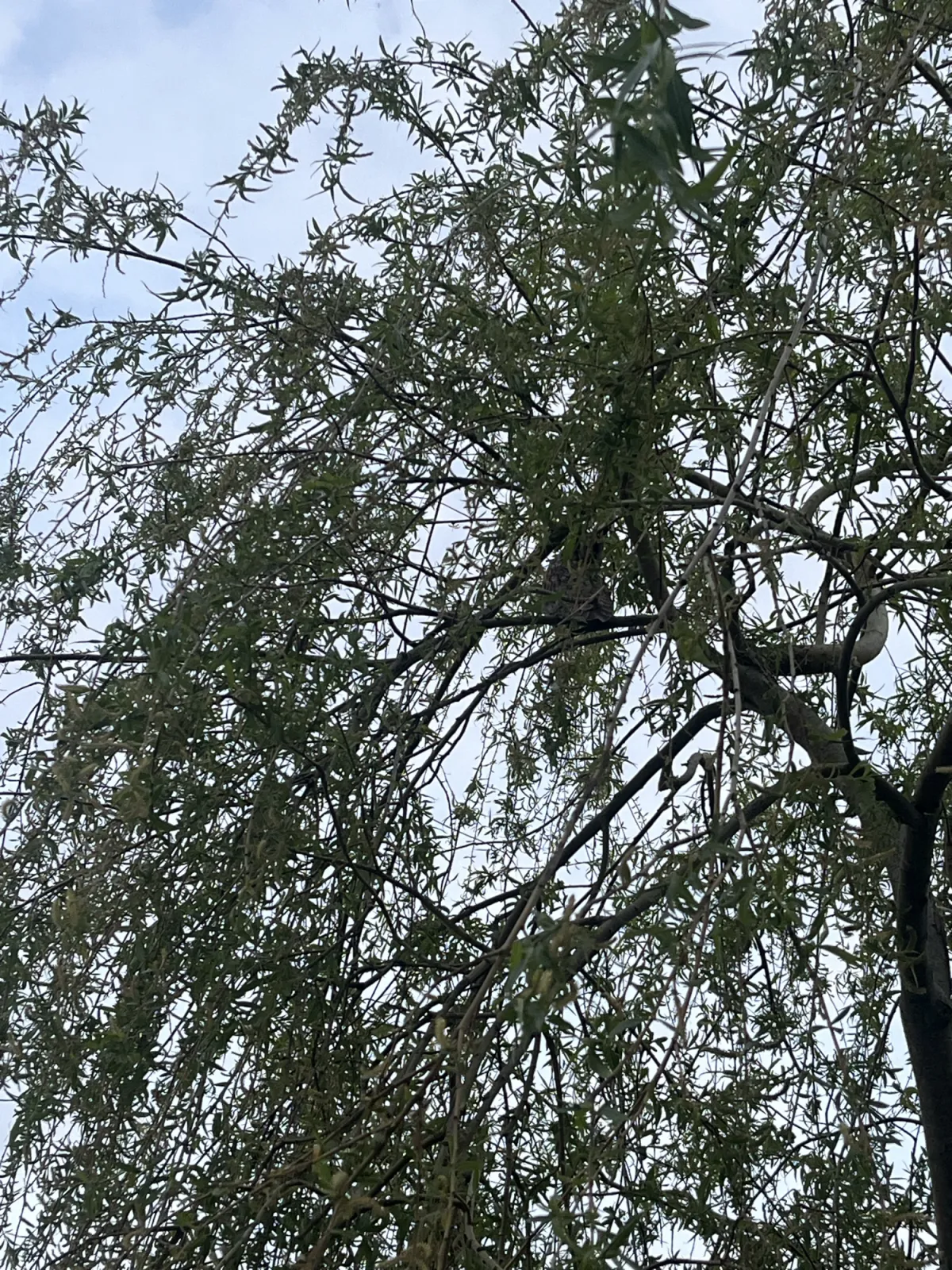 Unidentified sighting image