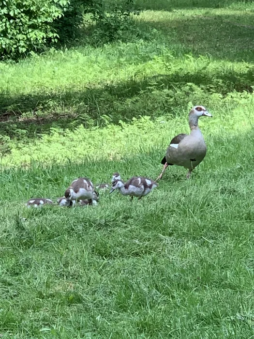 Spotted Egyptian Goose