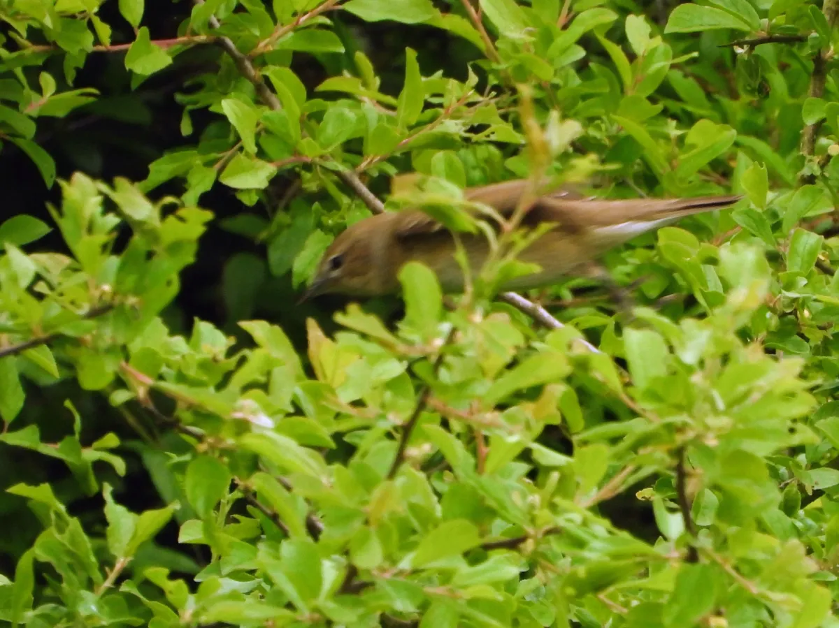 Spotted Garden Warbler