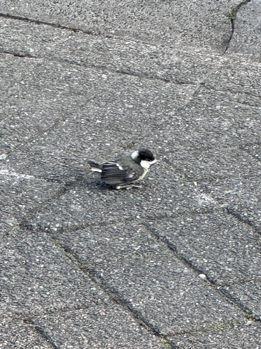 Unidentified sighting image