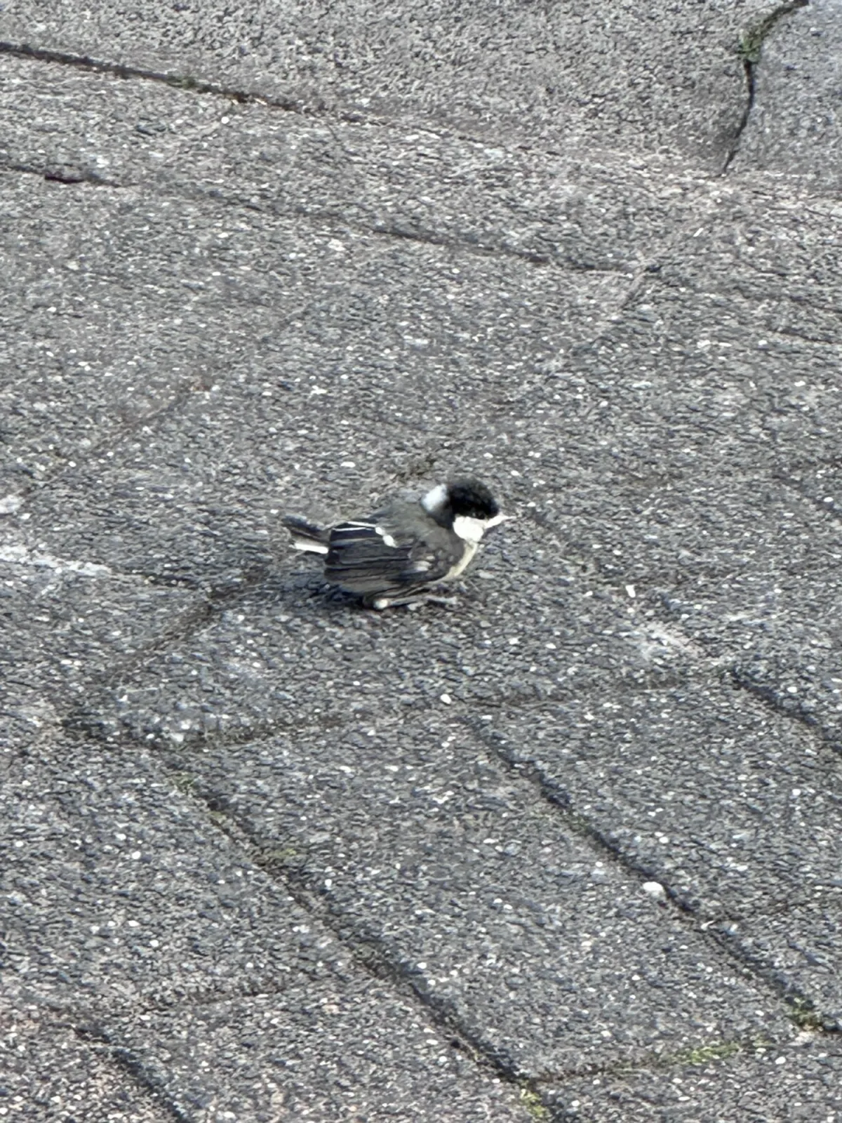 Unidentified sighting image