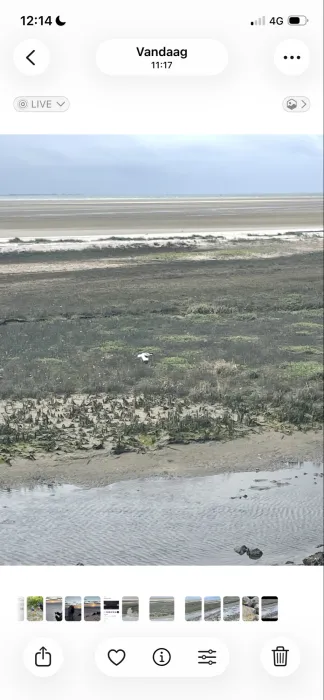 Spotted Pied Avocet
