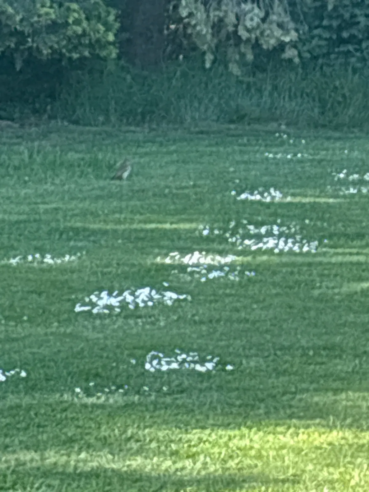 Unidentified sighting image