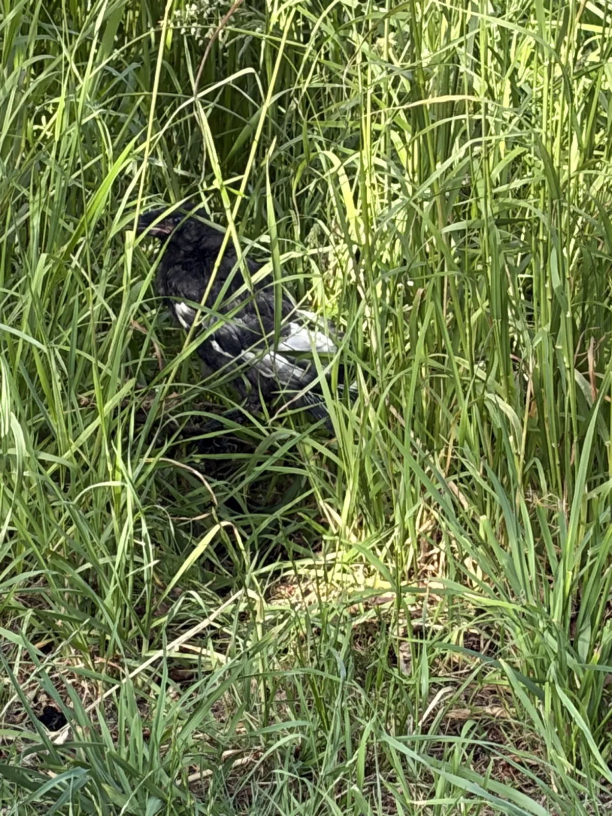 Unidentified sighting image