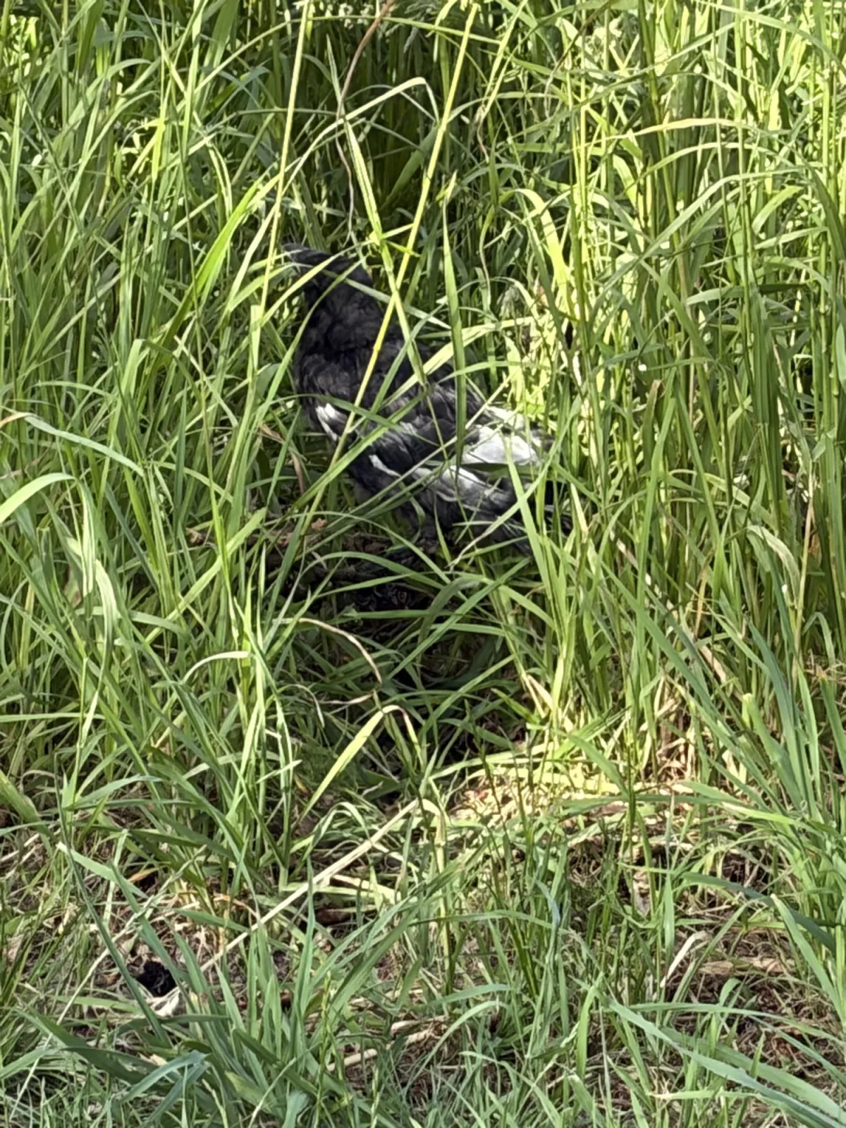 Unidentified sighting image
