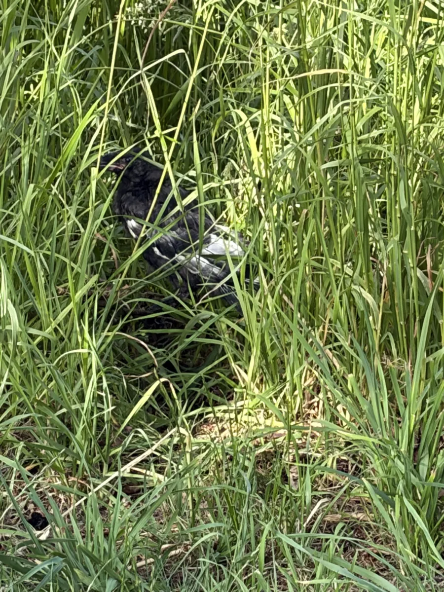 Unidentified sighting image