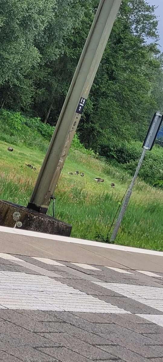 Waargenomen Grauwe gans
