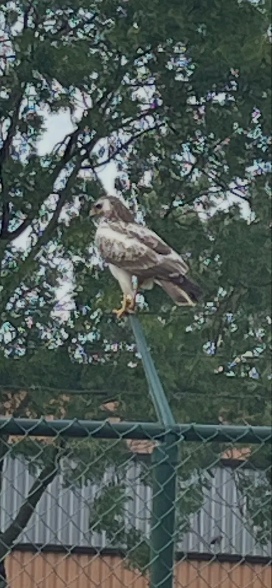 Unidentified sighting image