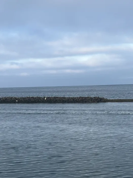 Waargenomen Blauwe reiger