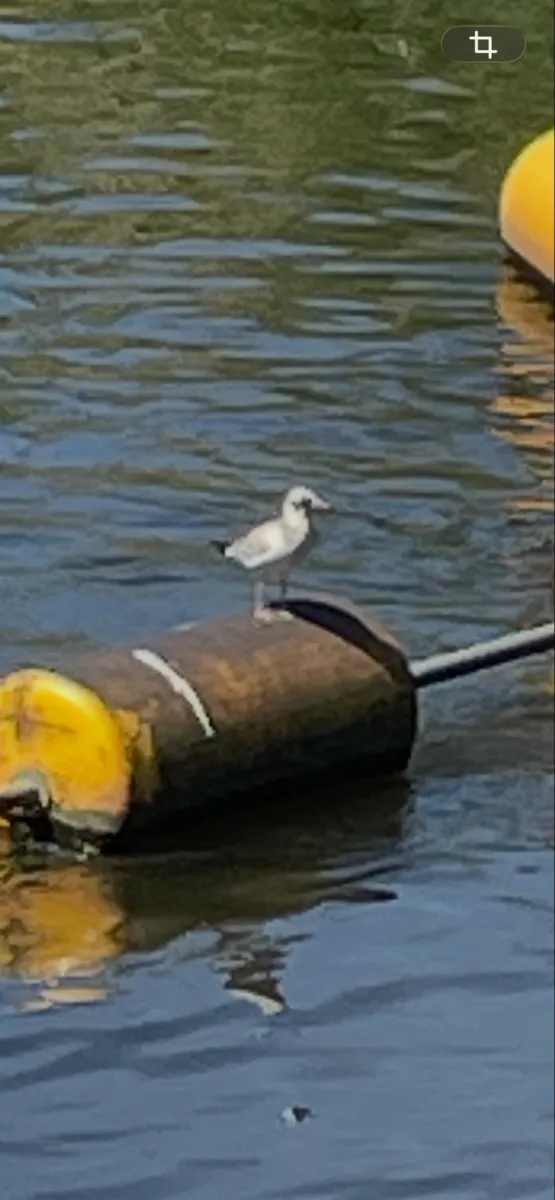 Unidentified sighting image