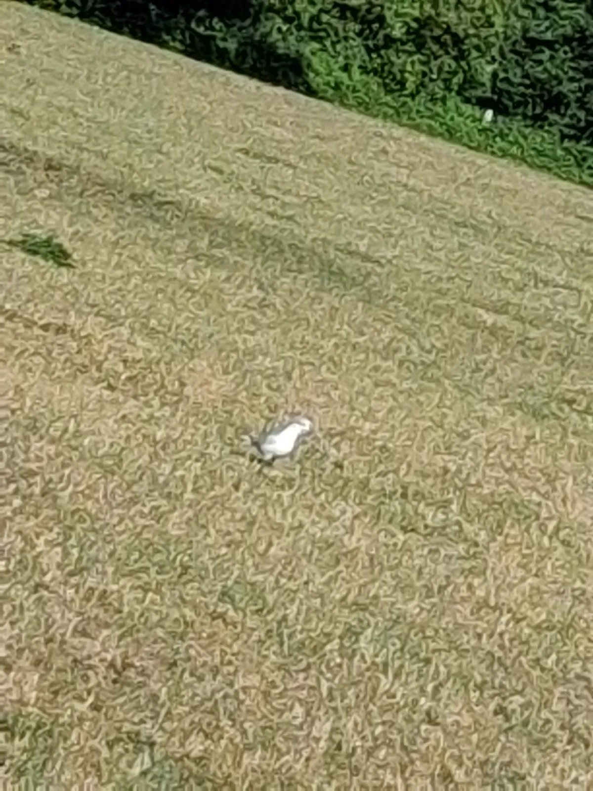 Unidentified sighting image
