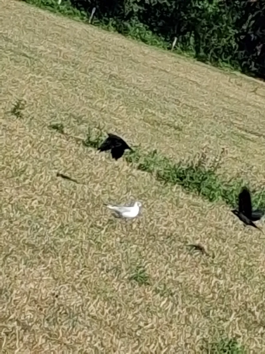 Unidentified sighting image