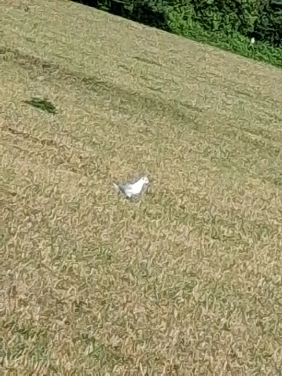 Unidentified sighting image
