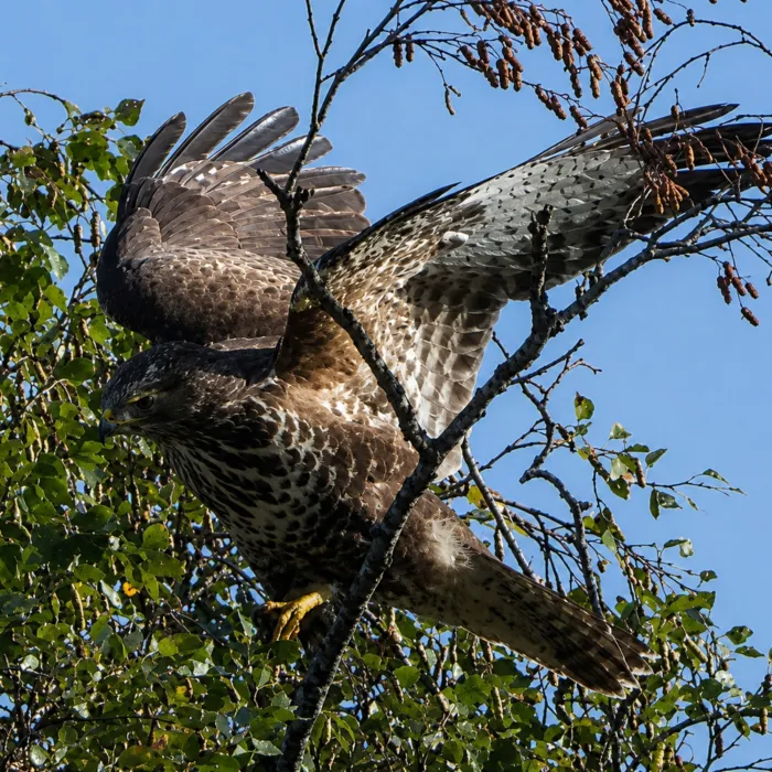 Spotted Common Buzzard