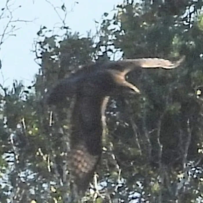 Unidentified sighting image
