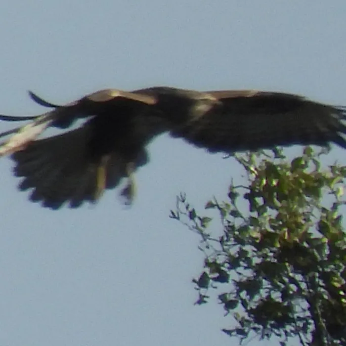Spotted Black Kite